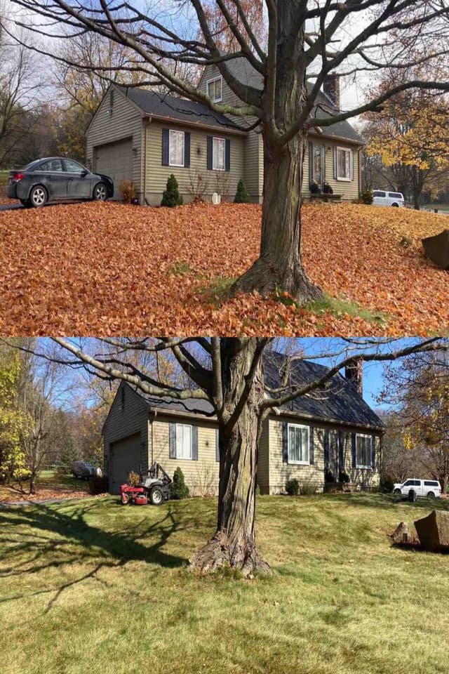 eagle illustration dark